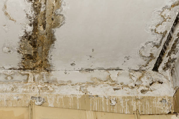 Reliable Rapids, NY Mold Remediation Solutions