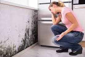 Why You Should Choose Our Mold Remediation Services in Rapids, NY